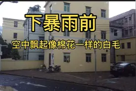 深圳下暴雨前飘起了像棉花一样的白毛，不是柳絮到底是什么？视频封面