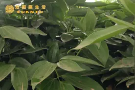 平安树叶片油亮，摸上去黏黏的？是生了腻虫，两招教你处理、预防视频封面