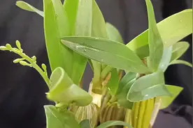 新手如何水培石斛兰？怎么施肥？鼓锤石斛水培1年后开花