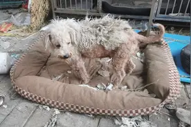 流浪比熊带回家之后，满身的皮肤病看的让人心疼，等待他的蜕变视频封面