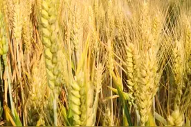 翠叶莫笑老杆珠黄
它是从容端庄
到秋来时
你却黄得凄凉