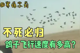 鸽子飞行速度有多高？视频看的热血沸腾，这就是信鸽不死必归精神
