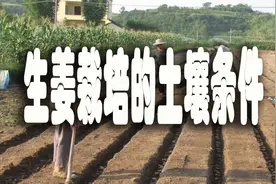 生姜栽培的土壤条件