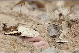 狙击手做隐藏训练，主角一句“你踩到我滴手嘞”直接把教官吓一跳视频封面