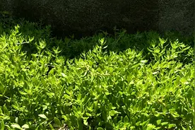 药食两用的狗牙齿，请你来说说它的药用价值