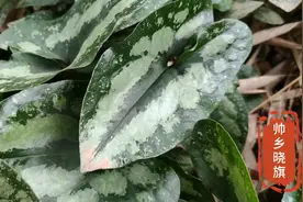 牙疼？头疼？风湿痹痛？找长在地窖上的植物翻天印管用！