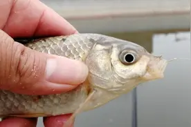 为什么你钓鱼不是下嘴唇中鱼就是偏口，原因就出在这视频封面