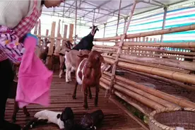 新生的两只小羊羔到底有多大