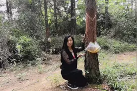 大家看看树上面袋子里装的是什么？它的作用有谁知道？评论区等你