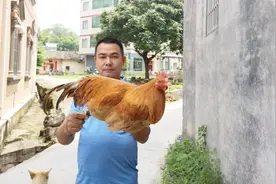 大山教你如何分辨农家土鸡还是饲料鸡，这种土鸡才是正宗农家鸡