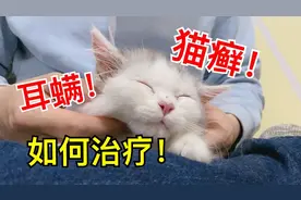 刚到家不久的小猫咪竟患有耳螨！猫癣！看看铲屎官如何治疗！