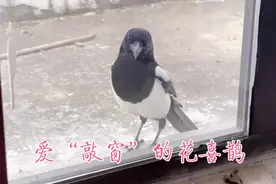 喜鹊每天“敲门”视频封面