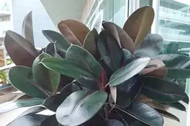 除甲醛盆栽   大苗橡皮树  的换盆方法视频封面