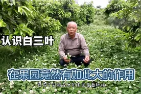 白三叶在果园的作用竟然如此多，赶紧种起来