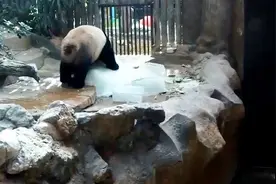 国宝大熊猫在美国有多受欢迎？动物园宁愿被吃垮也不愿送走视频封面