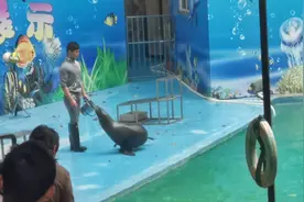 海狮动情表演视频封面