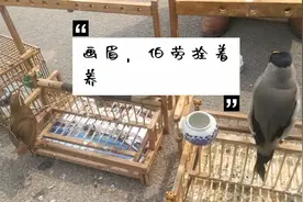 山东菏泽鸟市上，养鸟师傅把画眉，伯劳拴起来养，看看养的怎么样视频封面
