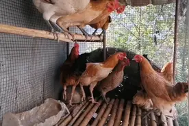 黄鼠狼只把鸡咬死，却不吃，是因为鸡太重，拖不走吗？