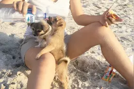 太可爱了！巴厘岛海滩，外国美女喂狗狗喝水，狗狗太乖了视频封面