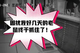 大赵Vlog：机智鼠被抓记！现在老鼠真尖。全程快进。建议横屏观看视频封面