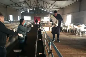 现在30多斤的湖羊糕多少钱一只？小伙一次买32只，看多少钱成交视频封面