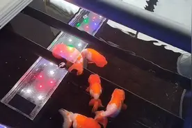 金鱼内寄出现倒栽葱的情况 经过5天治疗初见成效 把方法分享出来