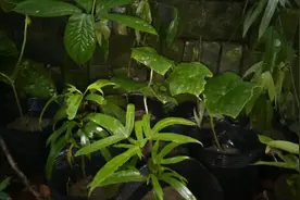 达妮从山上挖得枫荷桂、八角莲、九龙盘来当盆栽，很有观赏价值！