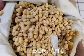 发霉的黄豆照样可以吃，拌一道好吃的萝卜豆子，太下饭了。