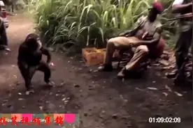 当黑叔叔将AK47交给一只猩猩会有什么后果视频封面