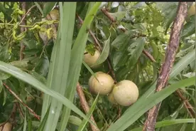 湘西这种外绿内红的李子，味道脆而酸甜，特受溆浦人的喜爱