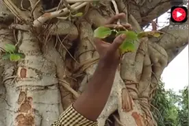 神奇大树居然会流奶！还可以喝视频封面