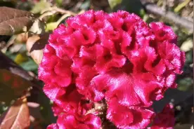 “鸡蒄花”只是种来观赏就太可惜了，药用价值也很高，了解下吧