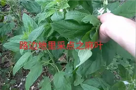 阿潘去路边地里，采摘之麻叶阳台晾干，做面条特别好吃