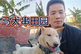 农场新添加纯种土狗大白一只 ，马犬串田园一只 ，狗种真漂亮 ！