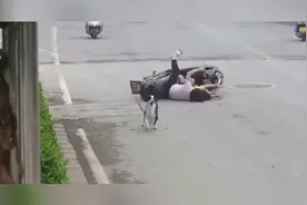 宠物狗与电动车发生碰撞？狗主人承担损失！视频封面