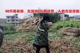 80斤的身体却能扛起100多斤的甘蔗，小小身体大大能量视频封面