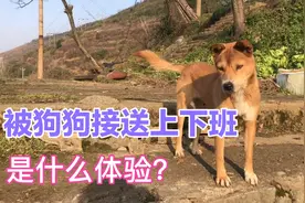 儿时记忆中狗狗送我上学，放学后又来接我。工作后依然有狗狗接送