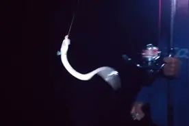 新鲜日式“撒西米”与“碳烤鳗鱼”的原料获取详解，都来夜钓吧。