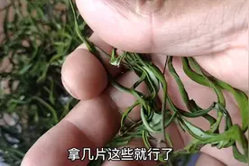野生石韦泡水原来有这么大功效.