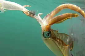 受到威胁就喷墨攻击，水底实拍路亚中鱿鱼的画面视频封面