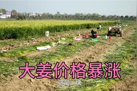 河南大姜价格涨涨涨，来大姜基地看看多少钱一斤？看完别吃惊！视频封面