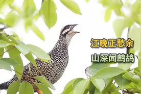 野生中华鹧鸪的叫声，声声慢，催人想家视频封面