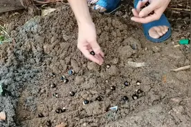 农村阿才：吃完龙眼核不要扔掉，教你用龙眼核育苗，方法简单视频封面