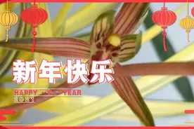 墨兰高级黄金中透艺南阳之松视频封面