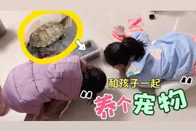 让孩子爱心爆棚，时刻被萌翻的宠物龟，养一个不后悔，解压小能手