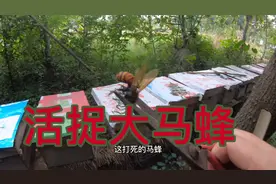燕姐到养蜂场活捉大马蜂，用来泡药酒，原来马蜂酒还有这么多功效视频封面