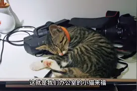 上班养了个豪橫的猫！吃喝拉撒睡在办公室，养这么大也太难了！