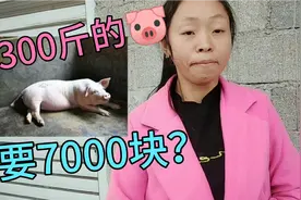 贵州毕节：望梅止渴，猪价一涨再涨，300斤猪卖7000块