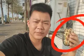 小伙在路边捡到一只乌龟，大家认识是什么乌龟吗，能拿回家养吗视频封面