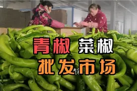 河南豫北最大的青椒市场，从5毛～3块，为啥差别这么大视频封面